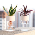 Vaso Hidropônico Transparente para Decoração de Mesa