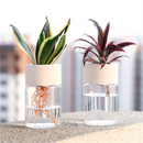 Vaso Hidropônico Transparente para Decoração de Mesa