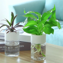 Vaso Hidropônico Transparente para Decoração de Mesa